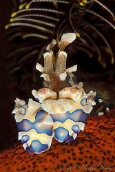 Harlequin shrimp by Michael Henke 